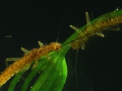 Tahoe stoneflies on <i>Chara</i>